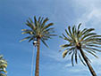 palmera